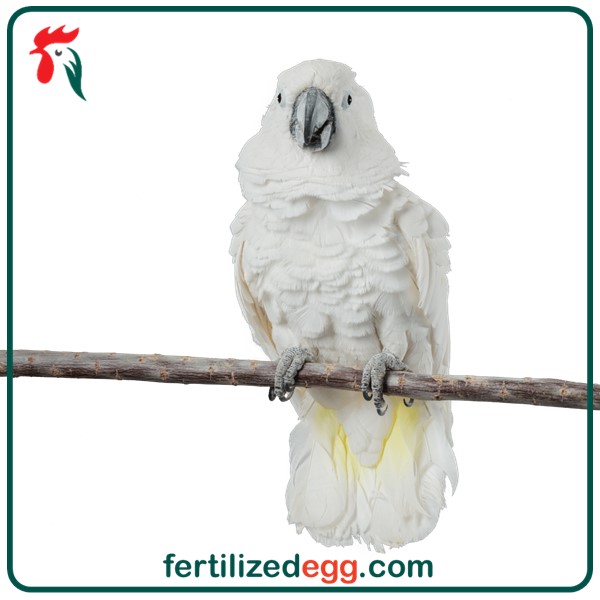 تخم نطفه دار طوطی کاکادو آمبرلا